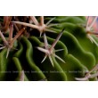 Стенокактус (Эхинофосулокактус) колючелистковый (Stenocactus phyllacanthus, Стенокактус филокантус)