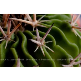 Стенокактус (Эхинофосулокактус) колючелистковый (Stenocactus phyllacanthus, Стенокактус филокантус)