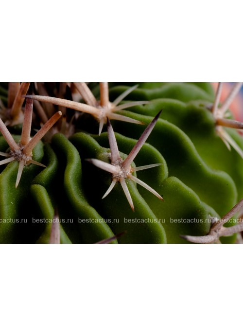 Стенокактус (Эхинофосулокактус) колючелистковый (Stenocactus phyllacanthus, Стенокактус филокантус)