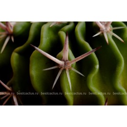 Стенокактус (Эхинофосулокактус) колючелистковый (Stenocactus phyllacanthus, Стенокактус филокантус)