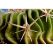 Стенокактус (Эхинофосулокактус) колючелистковый (Stenocactus phyllacanthus, Стенокактус филокантус)