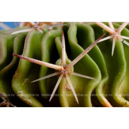 Стенокактус (Эхинофосулокактус) колючелистковый (Stenocactus phyllacanthus, Стенокактус филокантус)