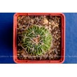 Стенокактус (Эхинофосулокактус) колючелистковый (Stenocactus phyllacanthus, Стенокактус филокантус)