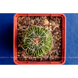 Стенокактус (Эхинофосулокактус) колючелистковый (Stenocactus phyllacanthus, Стенокактус филокантус)