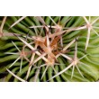 Стенокактус (Эхинофосулокактус) колючелистковый (Stenocactus phyllacanthus, Стенокактус филокантус)