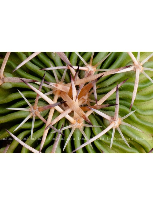 Стенокактус (Эхинофосулокактус) колючелистковый (Stenocactus phyllacanthus, Стенокактус филокантус)