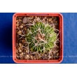 Стенокактус (Эхинофосулокактус) колючелистковый (Stenocactus phyllacanthus, Стенокактус филокантус)