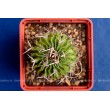 Стенокактус (Эхинофосулокактус) колючелистковый (Stenocactus phyllacanthus, Стенокактус филокантус)