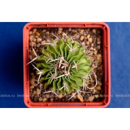 Стенокактус (Эхинофосулокактус) колючелистковый (Stenocactus phyllacanthus, Стенокактус филокантус)