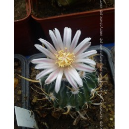 Стенокактус (Эхинофосулокактус) колючелистковый (Stenocactus phyllacanthus, Стенокактус филокантус)
