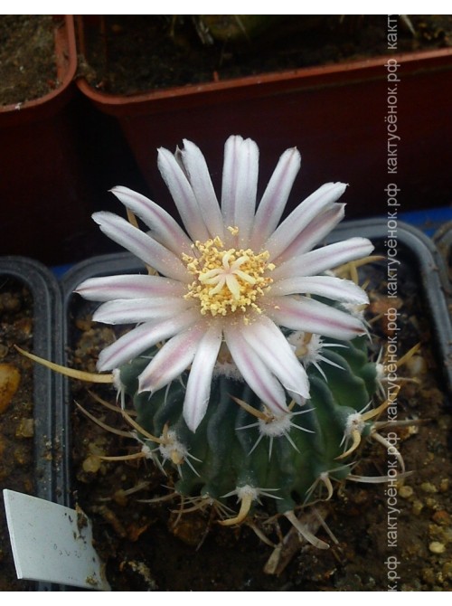 Стенокактус (Эхинофосулокактус) колючелистковый (Stenocactus phyllacanthus, Стенокактус филокантус)