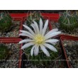 Стенокактус (Эхинофосулокактус) колючелистковый (Stenocactus phyllacanthus, Стенокактус филокантус)