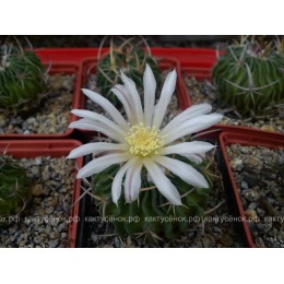 Стенокактус (Эхинофосулокактус) колючелистковый (Stenocactus phyllacanthus, Стенокактус филокантус)