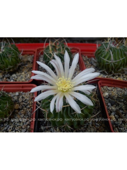 Стенокактус (Эхинофосулокактус) колючелистковый (Stenocactus phyllacanthus, Стенокактус филокантус)