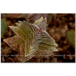 Черенок крассула гирляндовидная (Crassula corymbulosa, крассула коримбулоза)