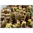 Черенок крассула гирляндовидная (Crassula corymbulosa, крассула коримбулоза)