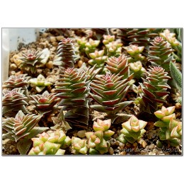 Черенок крассула гирляндовидная (Crassula corymbulosa, крассула коримбулоза)