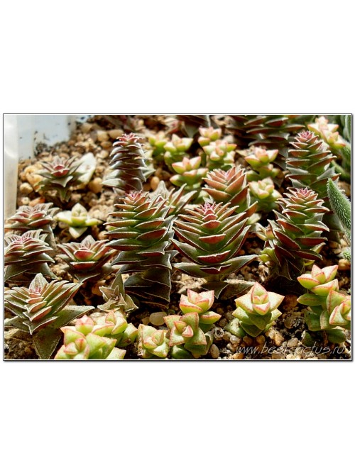 Черенок крассула гирляндовидная (Crassula corymbulosa, крассула коримбулоза)