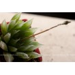 Хавортия Купера (Haworthia cooperi)