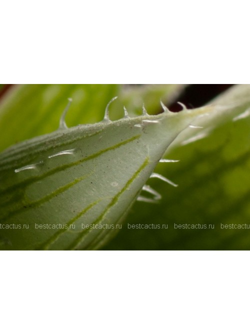 Хавортия Купера (Haworthia cooperi)