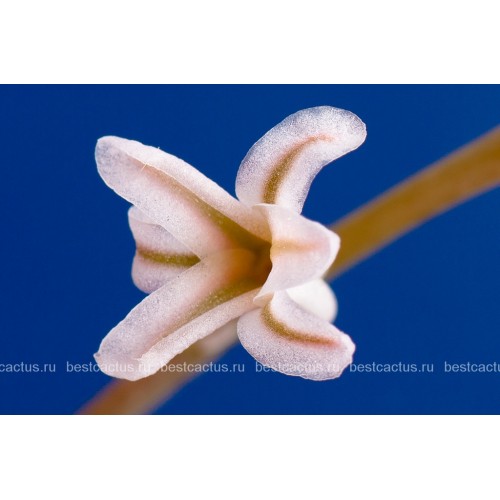 Хавортия Купера (Haworthia cooperi)