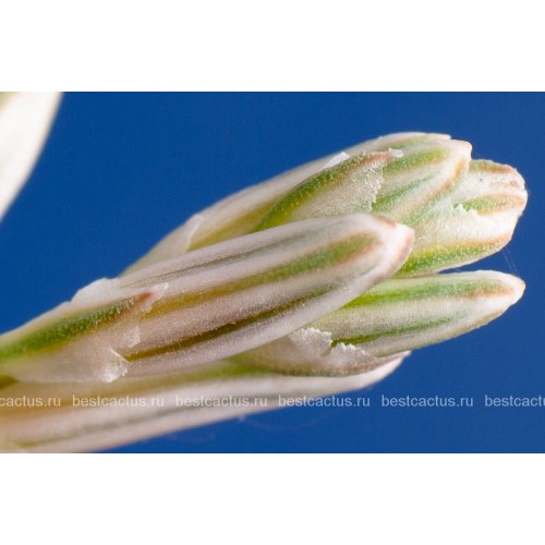 Хавортия Купера (Haworthia cooperi)