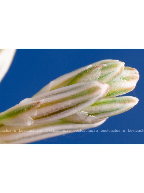 Хавортия Купера (Haworthia cooperi)