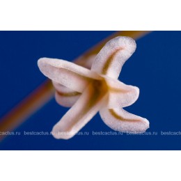 Хавортия Купера (Haworthia cooperi)