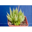 Хавортия Купера (Haworthia cooperi)