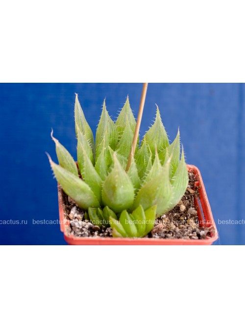 Хавортия Купера (Haworthia cooperi)