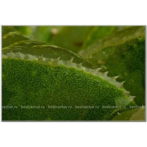 Хавортия притуплённая (Haworthia retusa, хавортия ретуза)