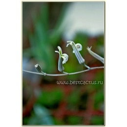 Хавортия притуплённая (Haworthia retusa, хавортия ретуза)