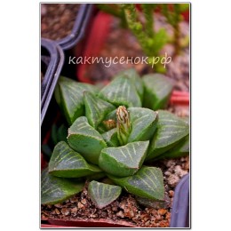 Хавортия притуплённая (Haworthia retusa, хавортия ретуза)