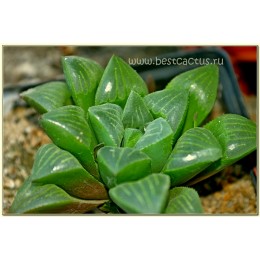 Хавортия притуплённая (Haworthia retusa, хавортия ретуза)