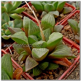 Хавортия притуплённая (Haworthia retusa, хавортия ретуза)
