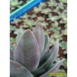 2 листовых черенка крассула «Гранатовый Лотос» (Crassula 'Garnet Lotus') 