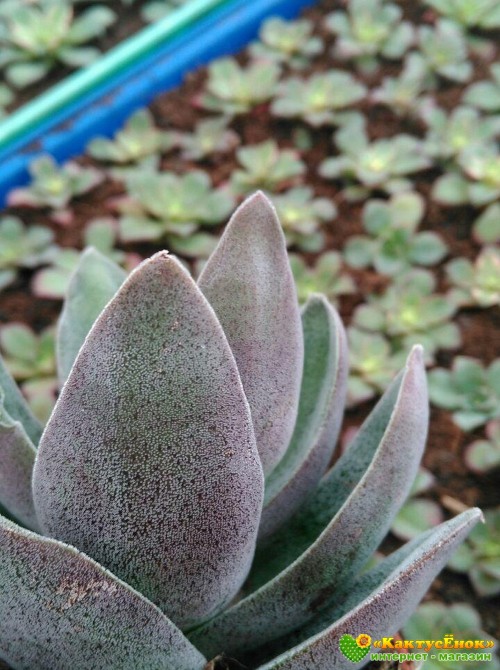 2 листовых черенка крассула «Гранатовый Лотос» (Crassula 'Garnet Lotus') 