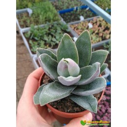 2 листовых черенка крассула «Гранатовый Лотос» (Crassula 'Garnet Lotus')