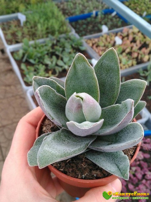 2 листовых черенка крассула «Гранатовый Лотос» (Crassula 'Garnet Lotus') 