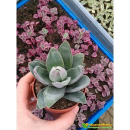 2 листовых черенка крассула «Гранатовый Лотос» (Crassula 'Garnet Lotus')