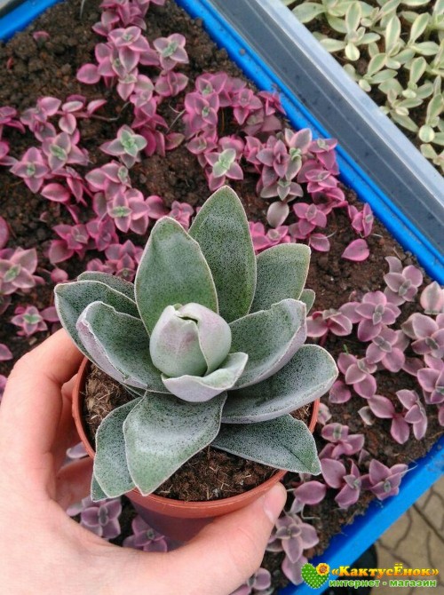 2 листовых черенка крассула «Гранатовый Лотос» (Crassula 'Garnet Lotus') 