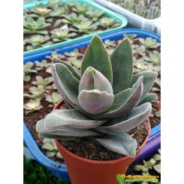 2 листовых черенка крассула «Гранатовый Лотос» (Crassula 'Garnet Lotus')