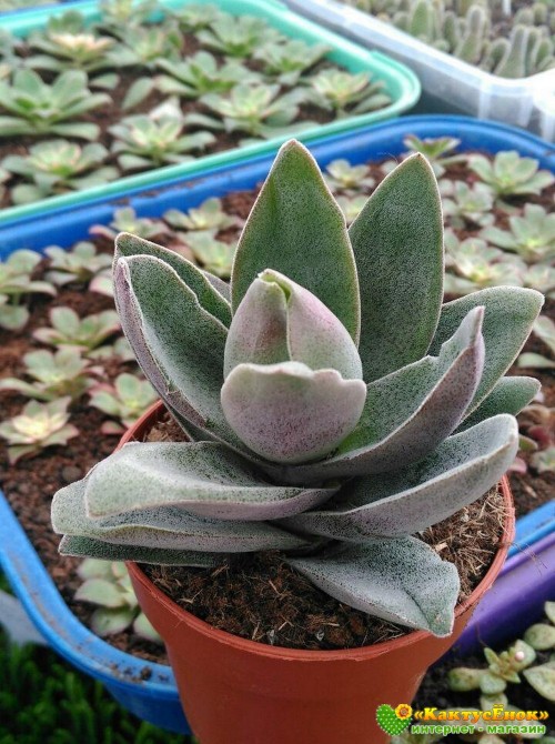 2 листовых черенка крассула «Гранатовый Лотос» (Crassula 'Garnet Lotus') 