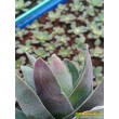 2 листовых черенка крассула «Гранатовый Лотос» (Crassula 'Garnet Lotus') 