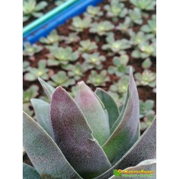 2 листовых черенка крассула «Гранатовый Лотос» (Crassula 'Garnet Lotus')