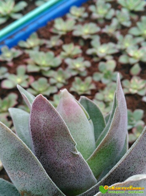 2 листовых черенка крассула «Гранатовый Лотос» (Crassula 'Garnet Lotus') 