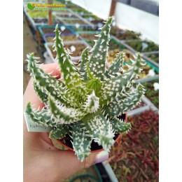 Алоэ приземистое (Aloe humilis, алоэ хумилис) с ярко выраженными шипами