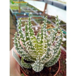 Алоэ приземистое (Aloe humilis, алоэ хумилис) с ярко выраженными шипами