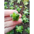 Черенок Крассула Эстагнол (Crassula Estagnol) 