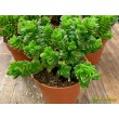 Черенок Крассула Эстагнол (Crassula Estagnol) 